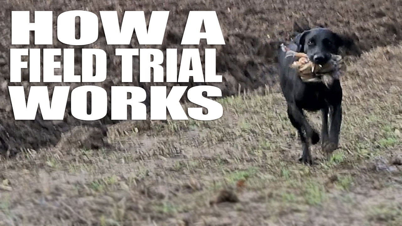 How a field trial works