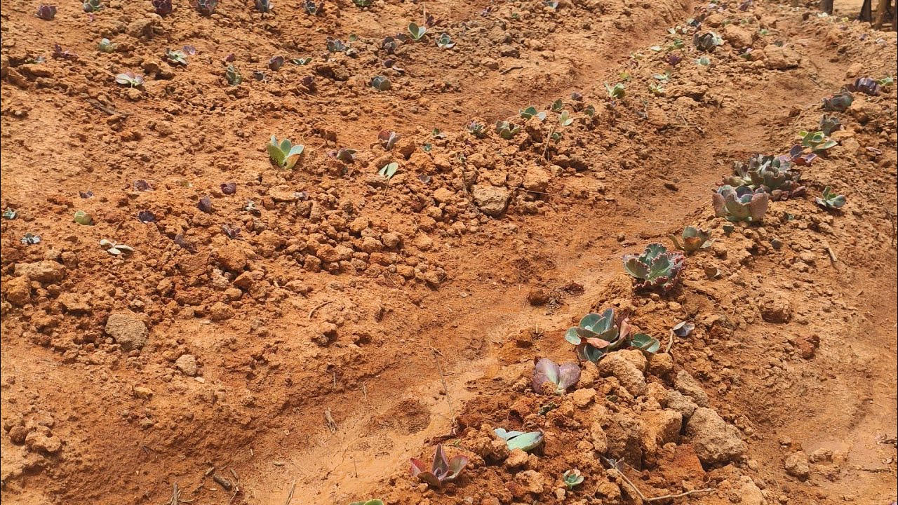 Plantando um barranco de suculentas# suculenta ao tempo # suculenta em terra.