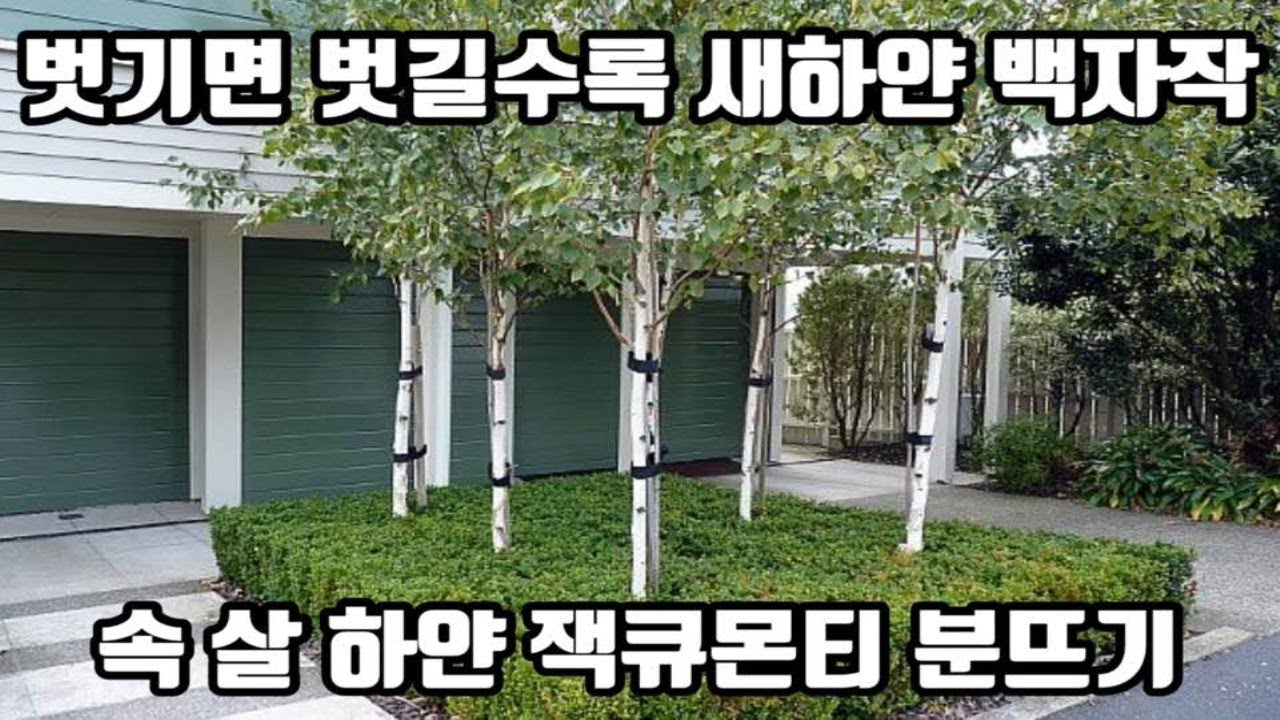 이 보다 더 하얀 나무는 없다! 자작나무계의 귀족 잭큐몬티 분작업! /Daelim Nursery (Betula Jacquemontii)