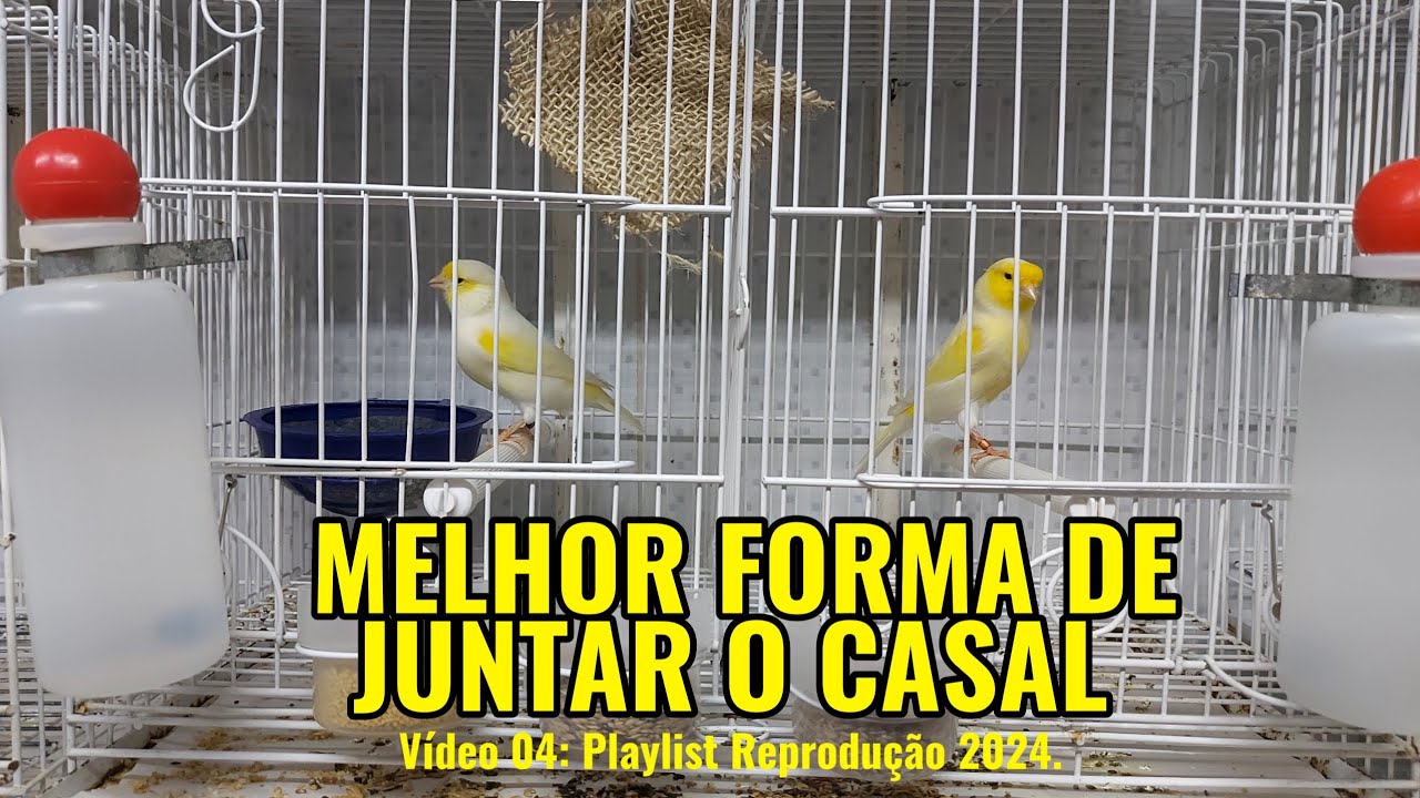 MELHOR FORMA DE JUNTAR O CASAL DE CANÁRIOS.