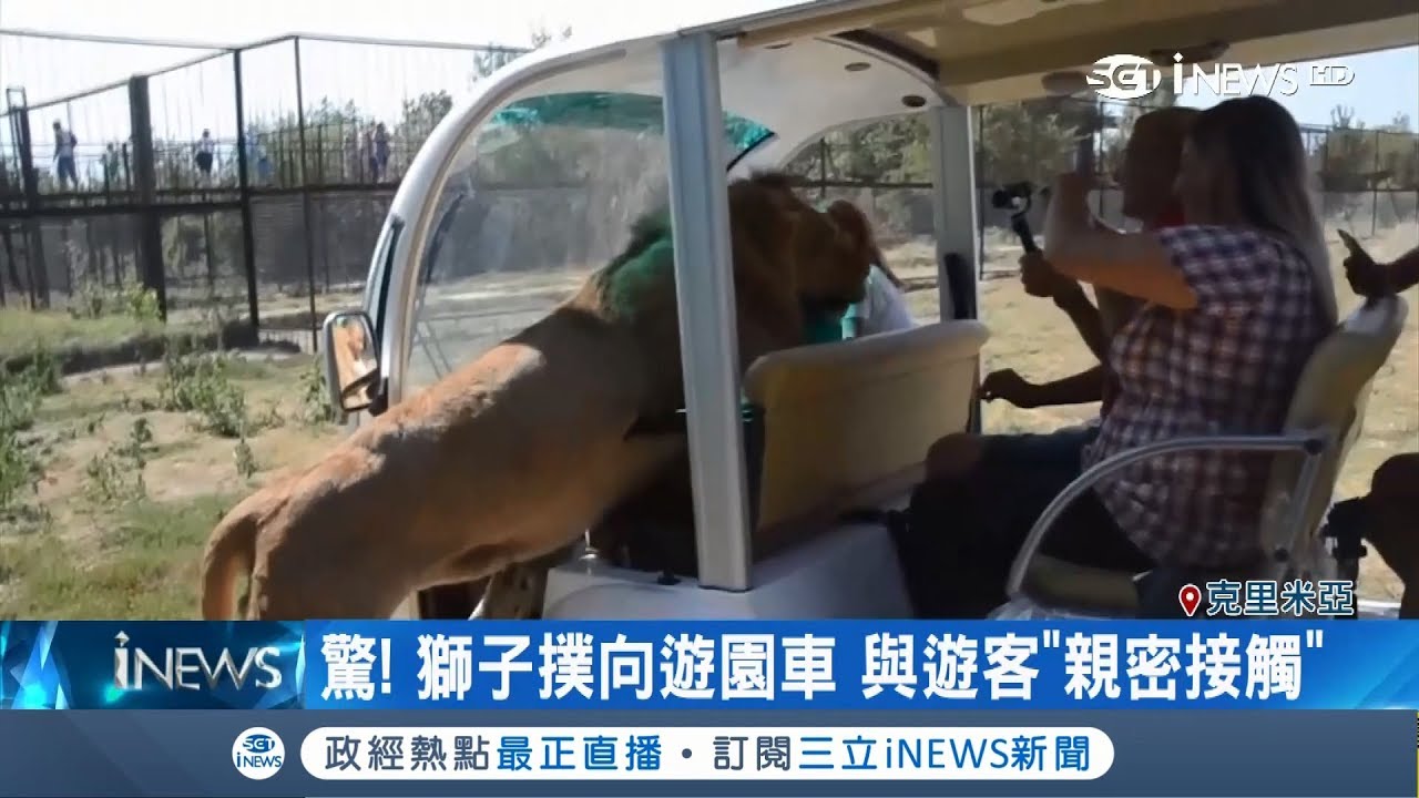 原來是貓阿~野生動物園遊園車遭大獅子飛撲 下一秒又親又舔撒嬌討拍｜記者 陳姵如｜【萌寵54來當家】20180906｜三立iNEWS