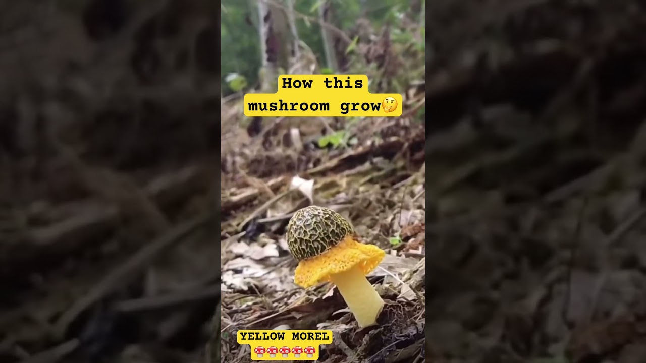 YELLOW MOREL🍄! #viral #colorfulfruits #shortvideos #trending #shorts