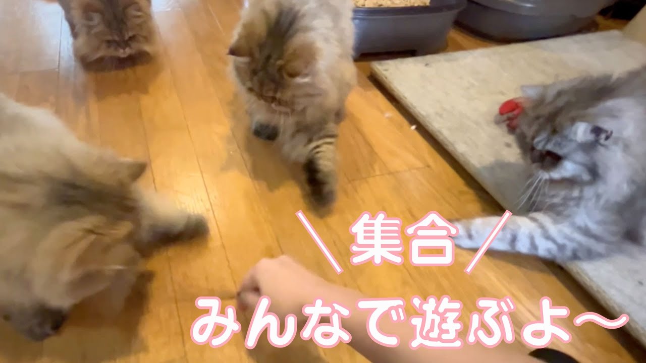 猫じゃらしをだしたら・・・大集合！