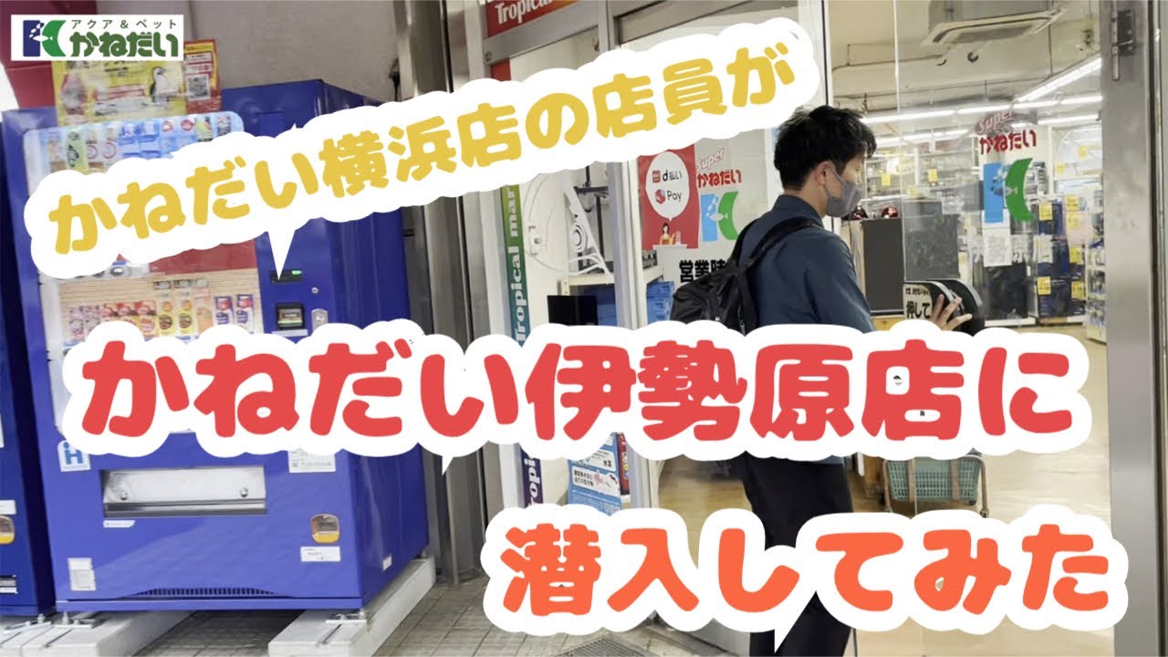 【爬虫類ショップ紹介】総合ペットショップ、かねだい横浜店の店員が、ライバル系列店のかねだい伊勢原店に侵入してみました