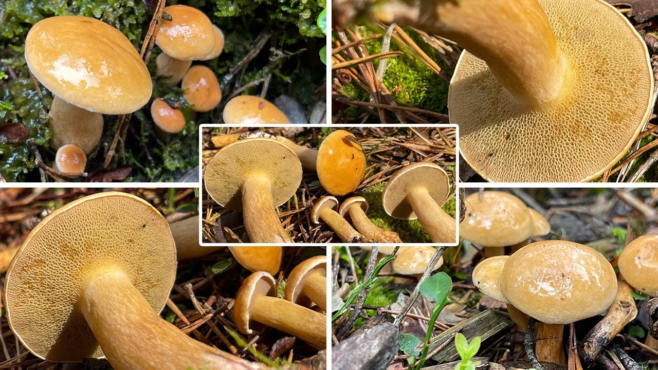Kuhröhrling Verwechslung | Kuhpilz, Graspilz, Suillus bovinus | + Vergleich mit dem Sandröhrling