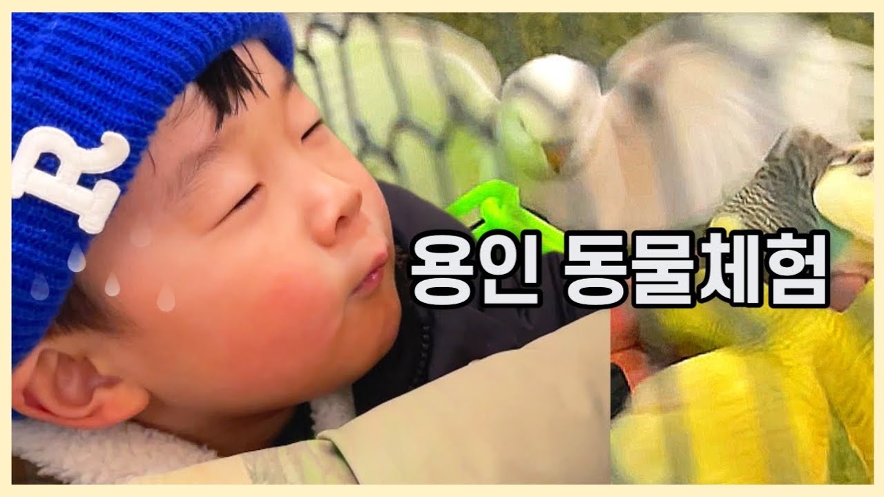 32개월은 했는데, 이모는 못 했다｜앵무새 먹이주기 (용인)