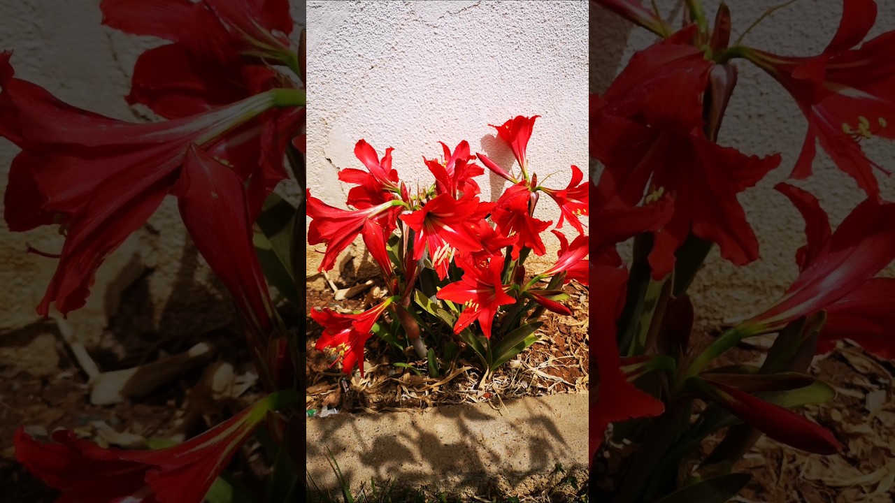 #amaralis #lilyum #zambak