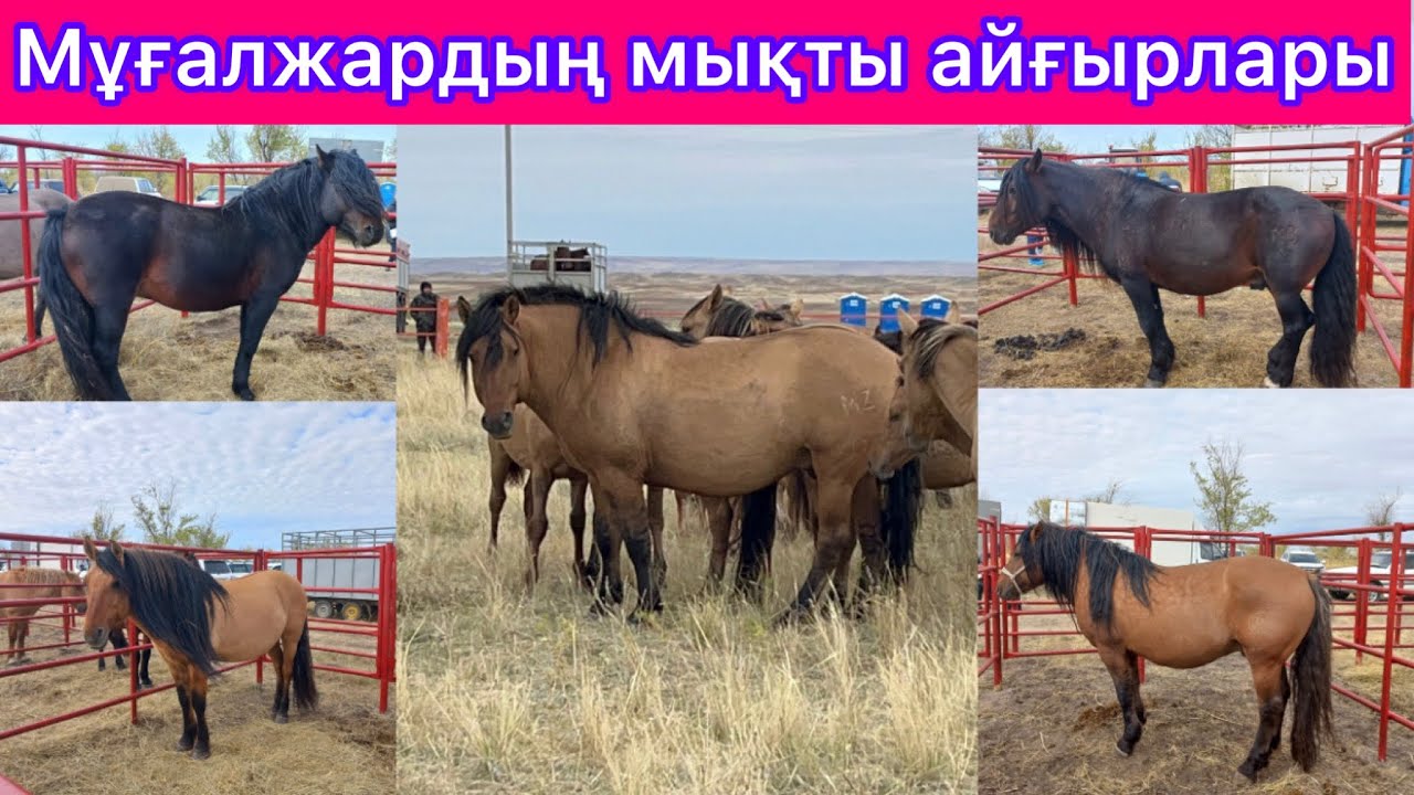 Мугалжар айгырларынын көрмесі Мықты мықты айғырлар Соңына дейін көріңіз