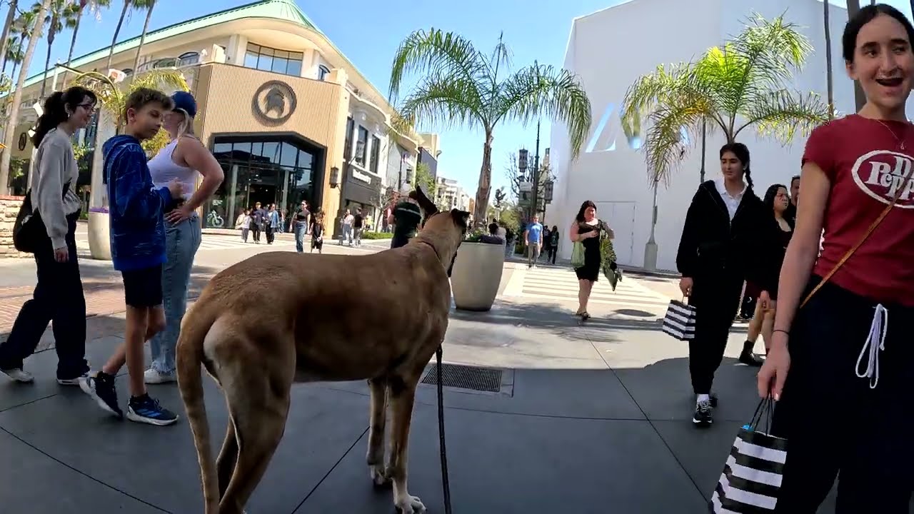 Cash 2.0 Great Dane at The Grove and Farmers Market in Los Angeles 99