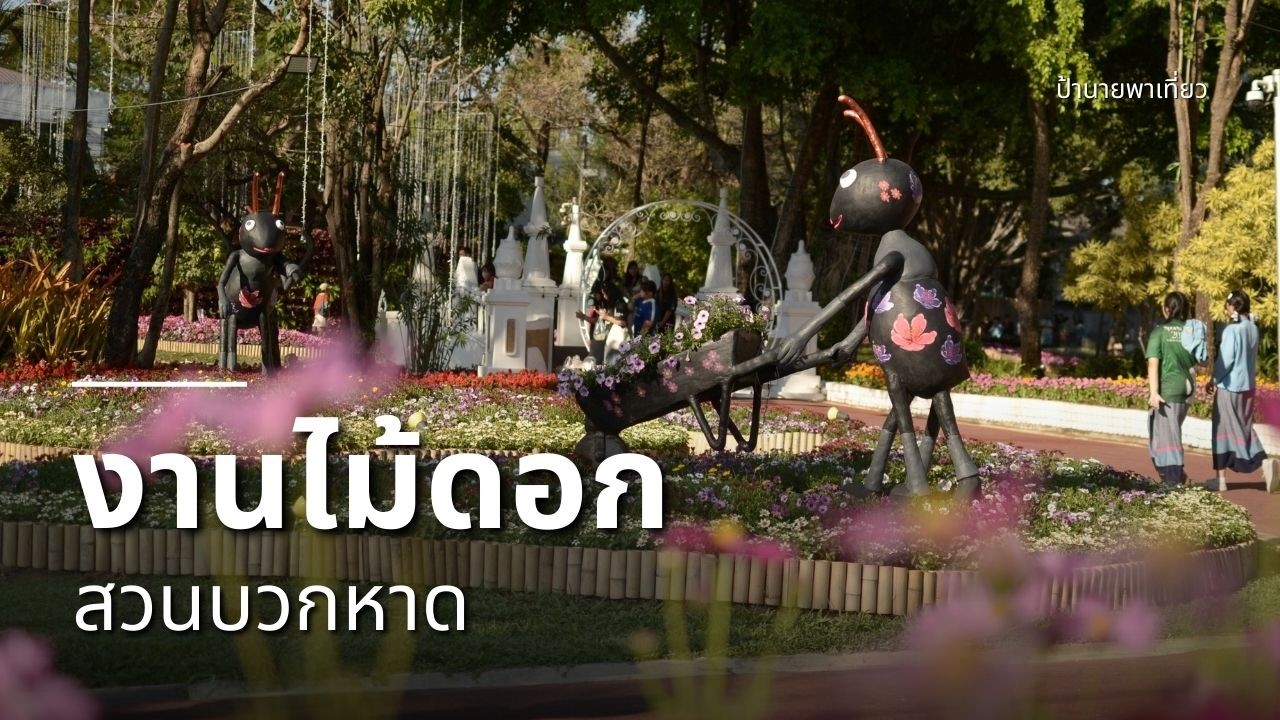 พาเที่ยวงานไม้ดอกเชียงใหม่ 2569 สวนบวกหาดปีนี้จัดเต็ม ดอกไม้เมืองหนาวสวยมาก | EP473