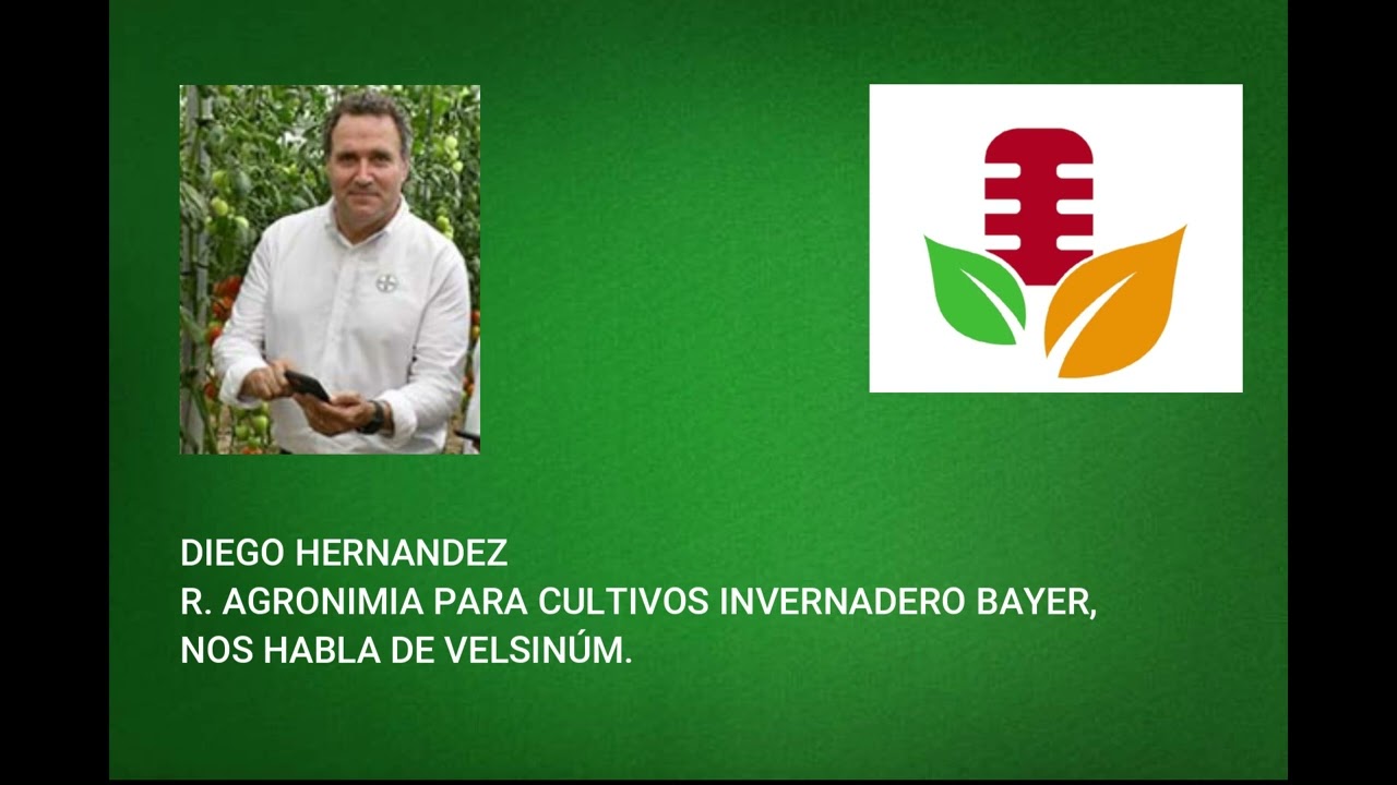 DIEGO HERNANDEZ R. AGRONIMIA PARA CULTIVOS INVERNADERO BAYER, NOS HABLA DE VELSINÚM.
