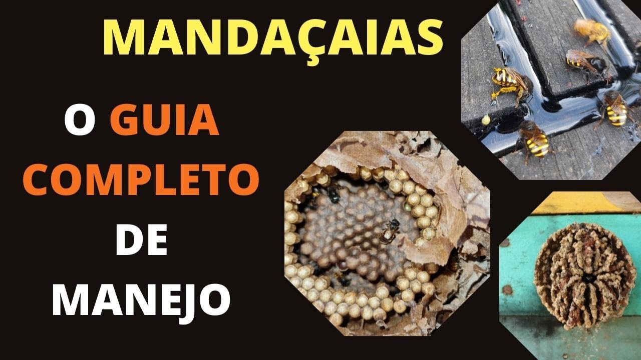 MANDAÇAIA - TUDO SOBRE MANEJOS E IDENTIFICAÇÃO