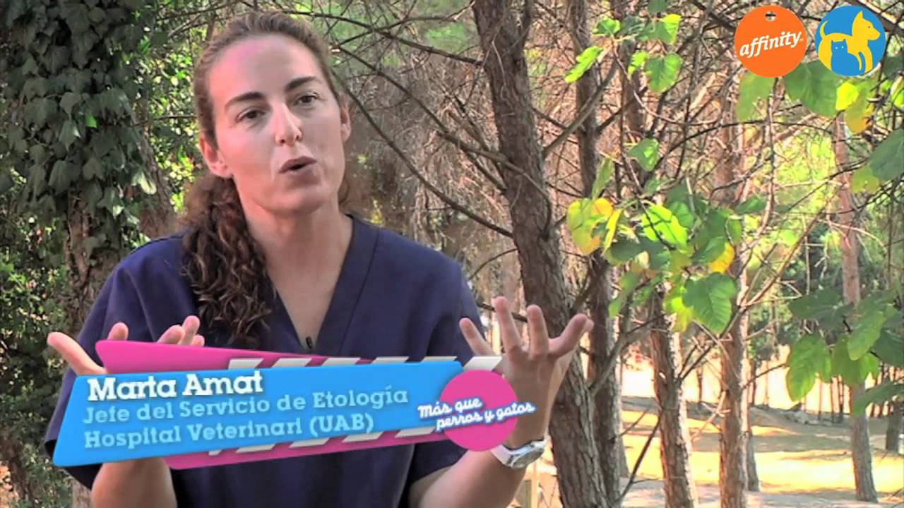 El veterinario responde - Bolas de pelo en los gatos - Más que perros y gatos 9 | Fundación Affinity