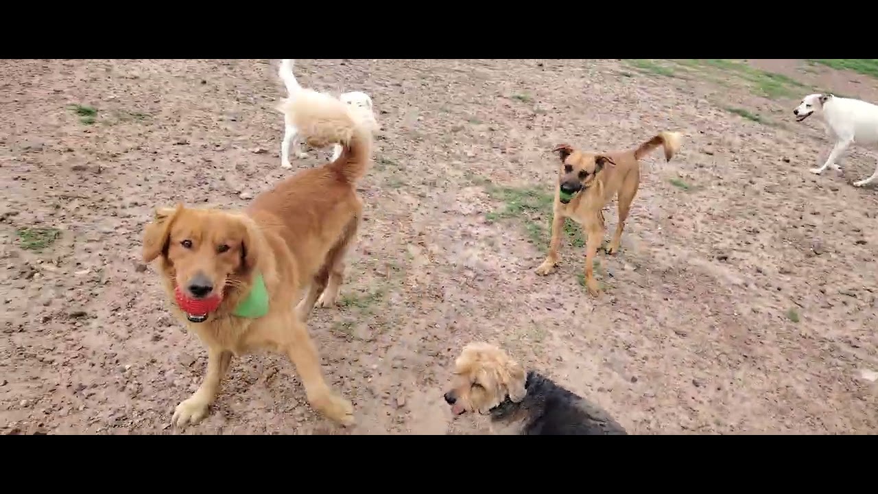 Doggi Camp
