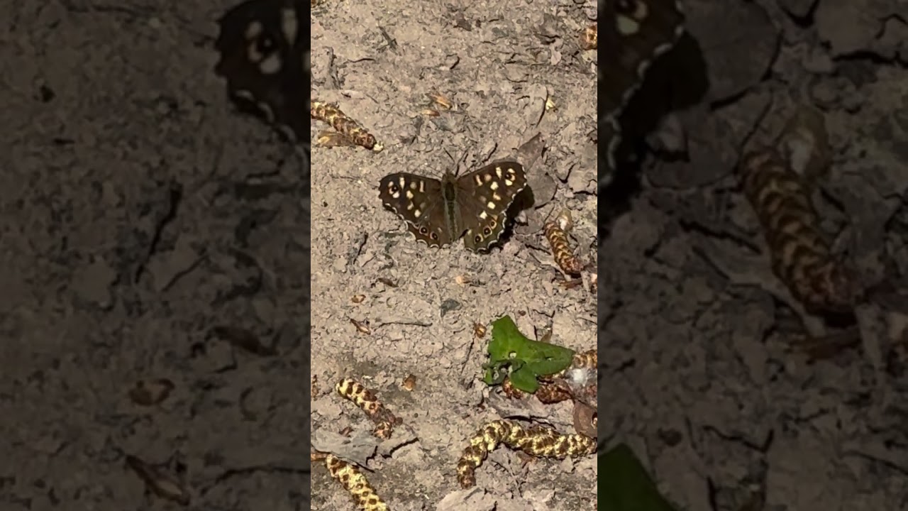 EYESPOTS mimic those of threatening larger animals to distract predators