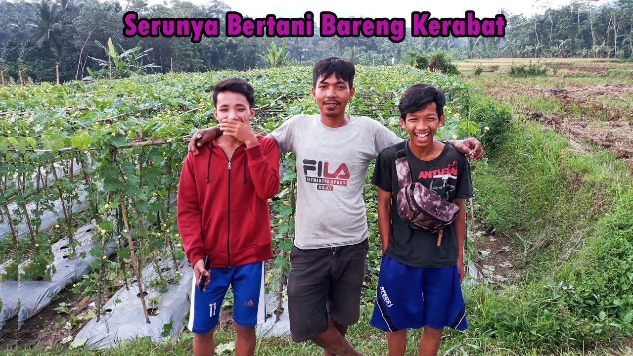 Penyemprotan dan Pruning Daun Gambas Agar Panen Terus Melimpah | Usia 50 HST