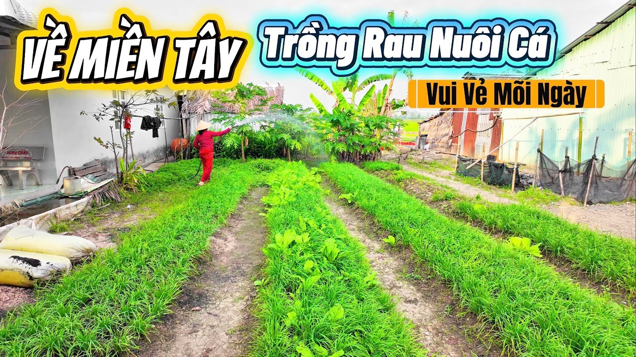 Trở Lại Làng Nghề Trồng Hoa TẾT 2026 LỚN NHẤT xã CHÂU THÀNH mới