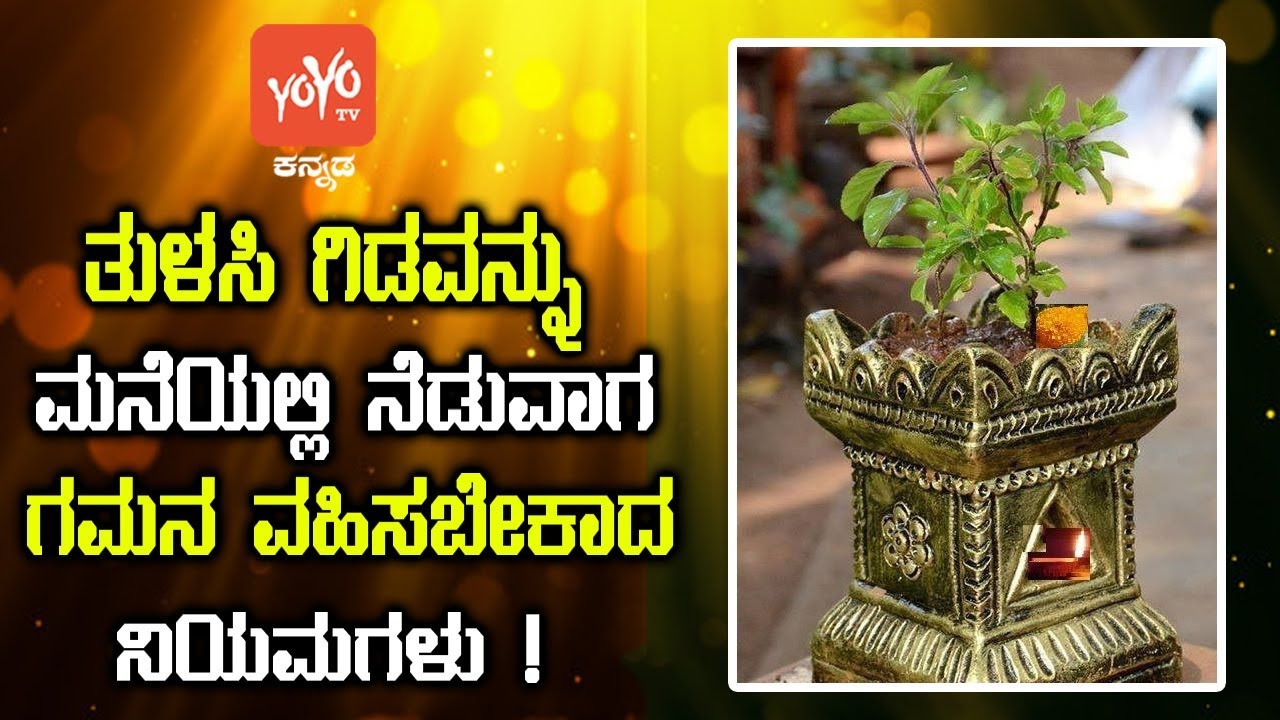 ತುಳಸಿ ಗಿಡವನ್ನು ಮನೆಯಲ್ಲಿ ನೆಡುವಾಗ ಗಮನ ವಹಿಸಬೇಕಾದ ನಿಯಮಗಳು ! | Tulasi Plant Facts Kannada | YOYOTVKannada