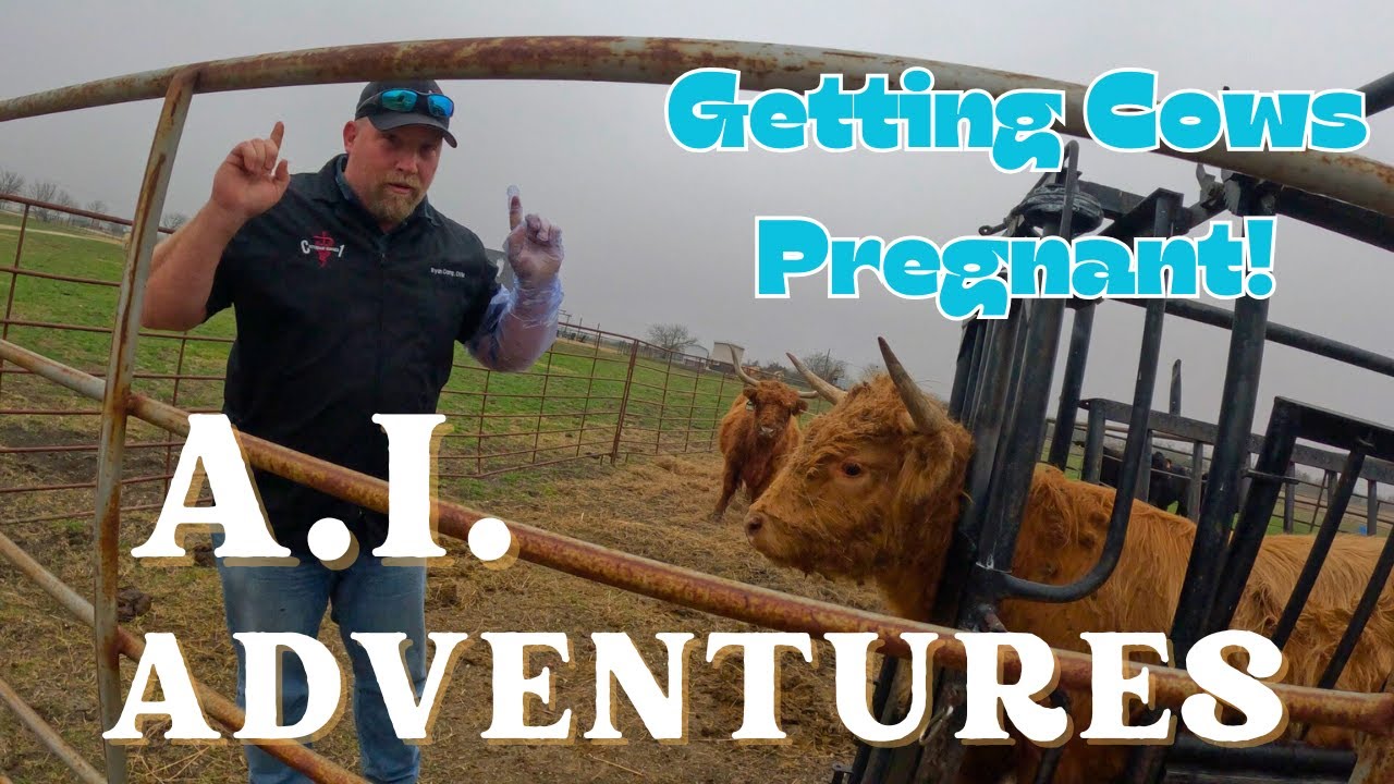 AI Adventures: Getting Highland Cows Pregnant