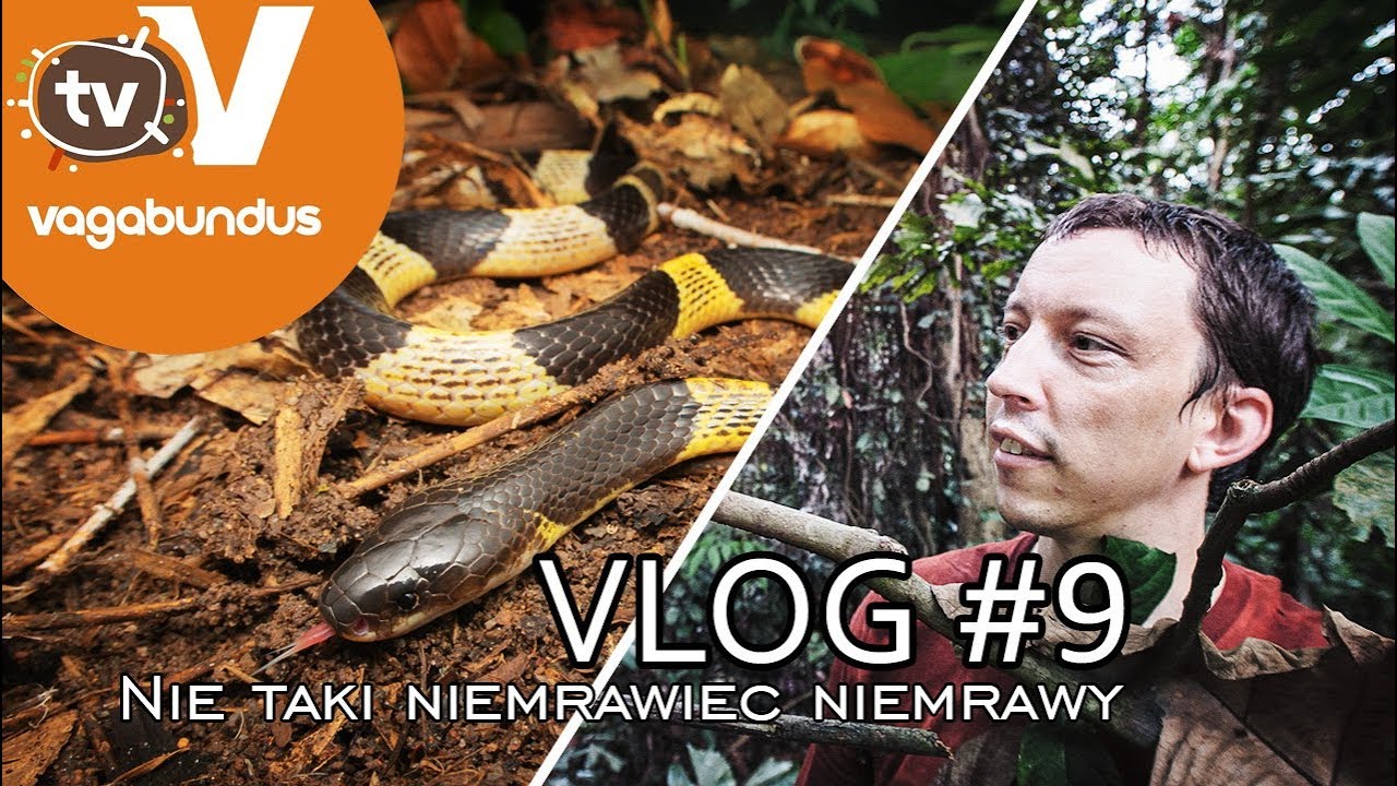 Nie taki niemrawiec 