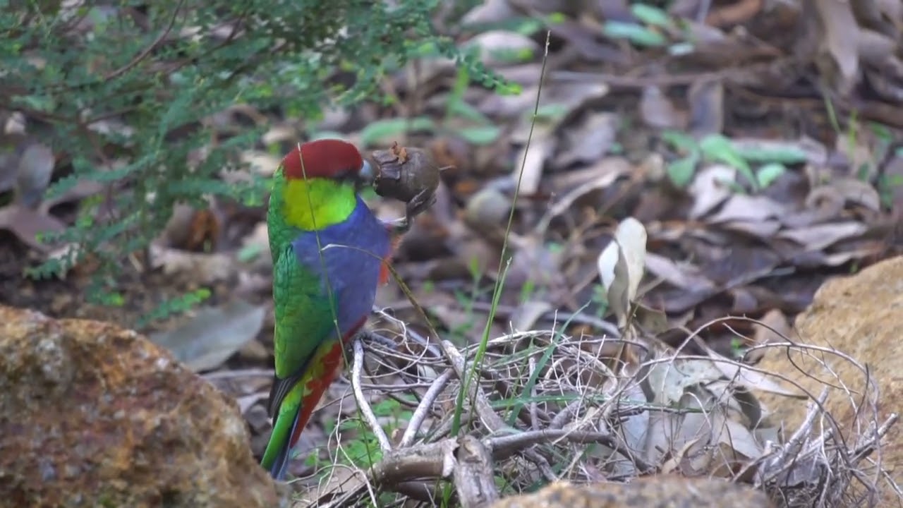 King Parrot - Red Capped Parrot