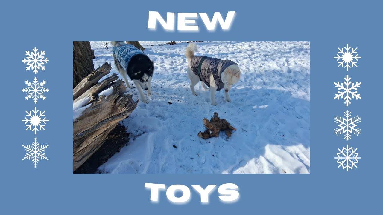 New Year, New...Toys? pt.3 | + Honking Sounds | Relaxing Outdoor Ambiance | derrajace 🐺🐺❤️