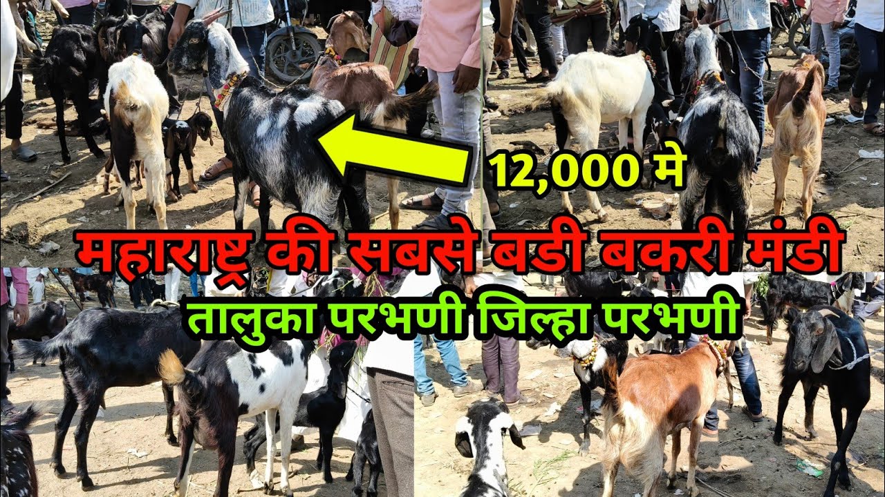 महाराष्ट्र की सबसे बडी बकरी मंडी | goat market Parbhani | goat market live update