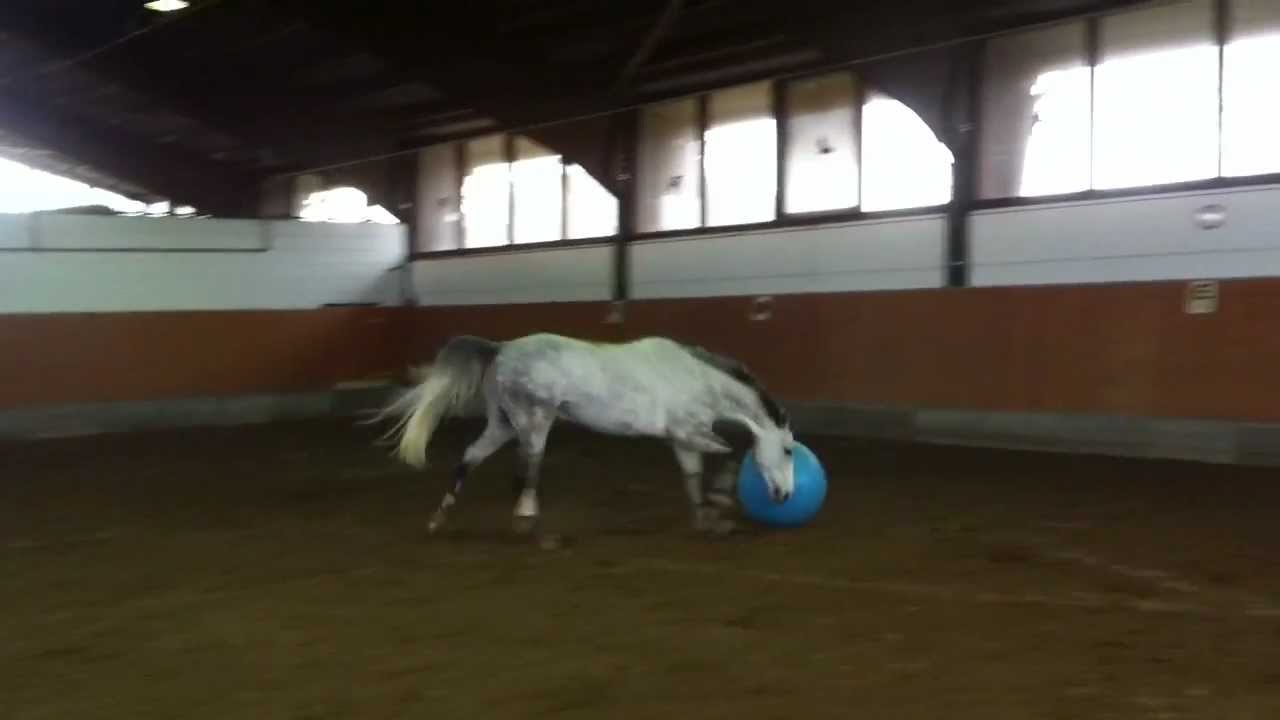 Mein Springpferd spielt Pferdefussball.MOV