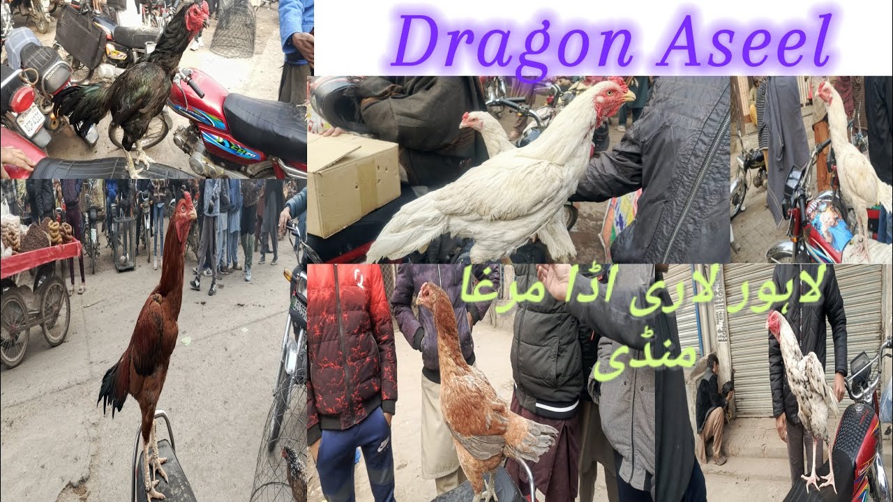 Lahore Lari Ada murgha mandi 2024| today Lahore Aseel murgha mandi| Aseel murgha mandi Lahore||