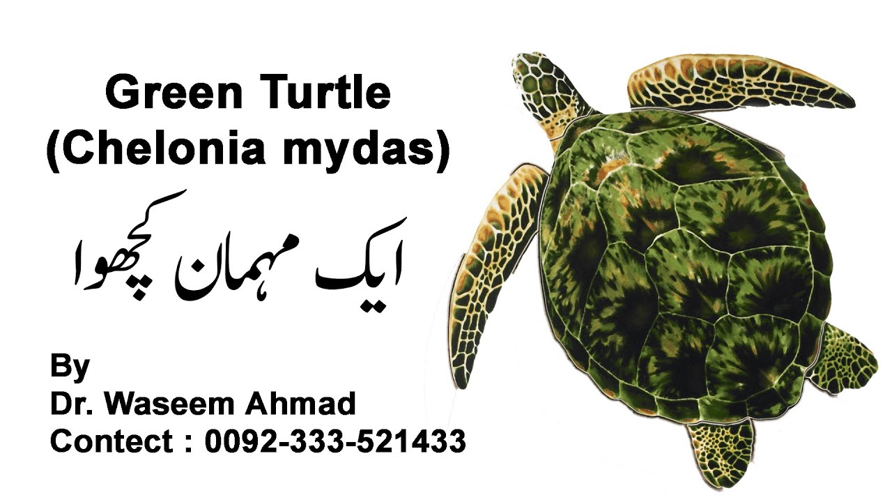 Sea Turtles | ایک مہمان کچھوا | Green Turtle (Chelonia mydas)