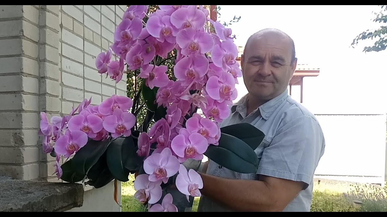 Как ухаживать за орхидеей летом 🌸 Мой простой способ полива и очистки