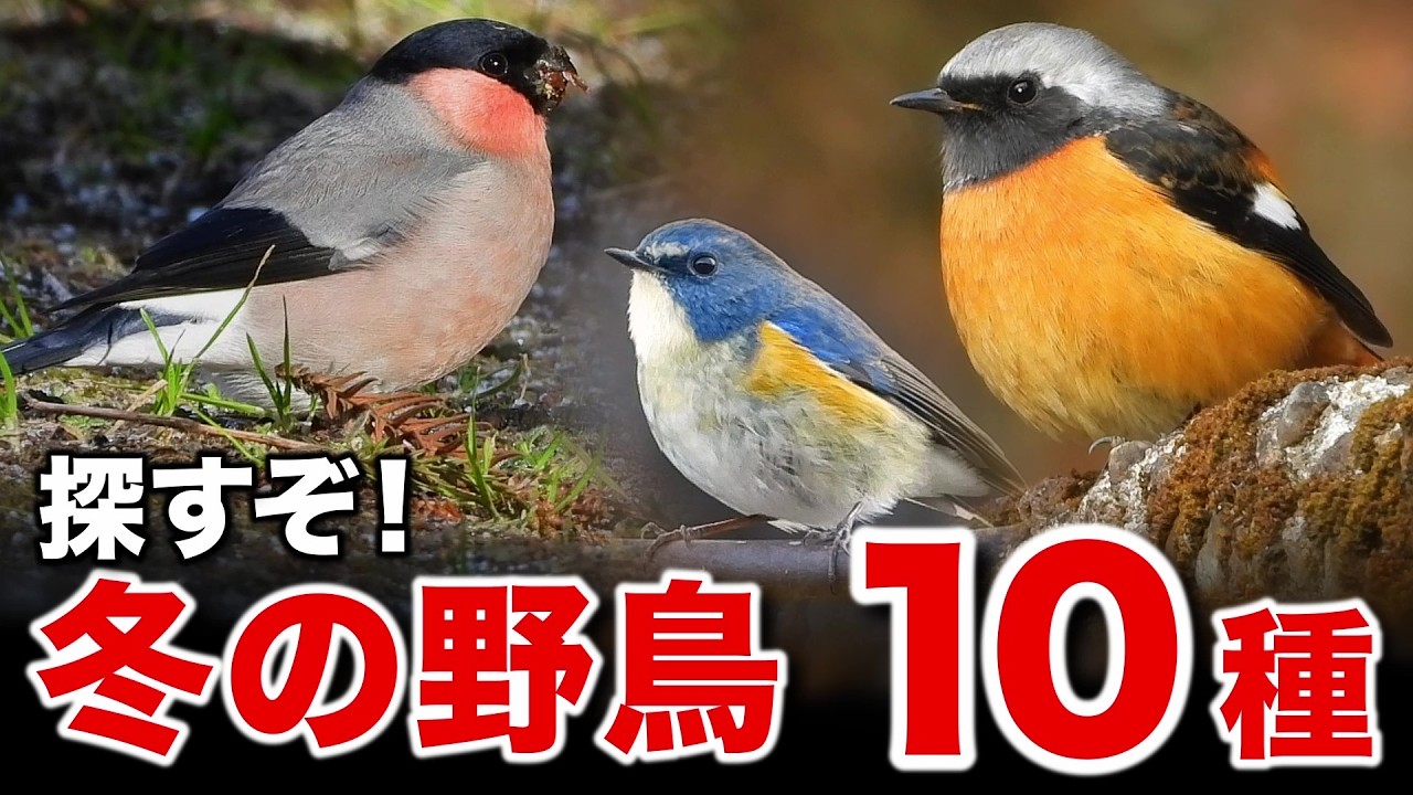 電線の上にいたのは…？農耕地で見つけた野鳥たち