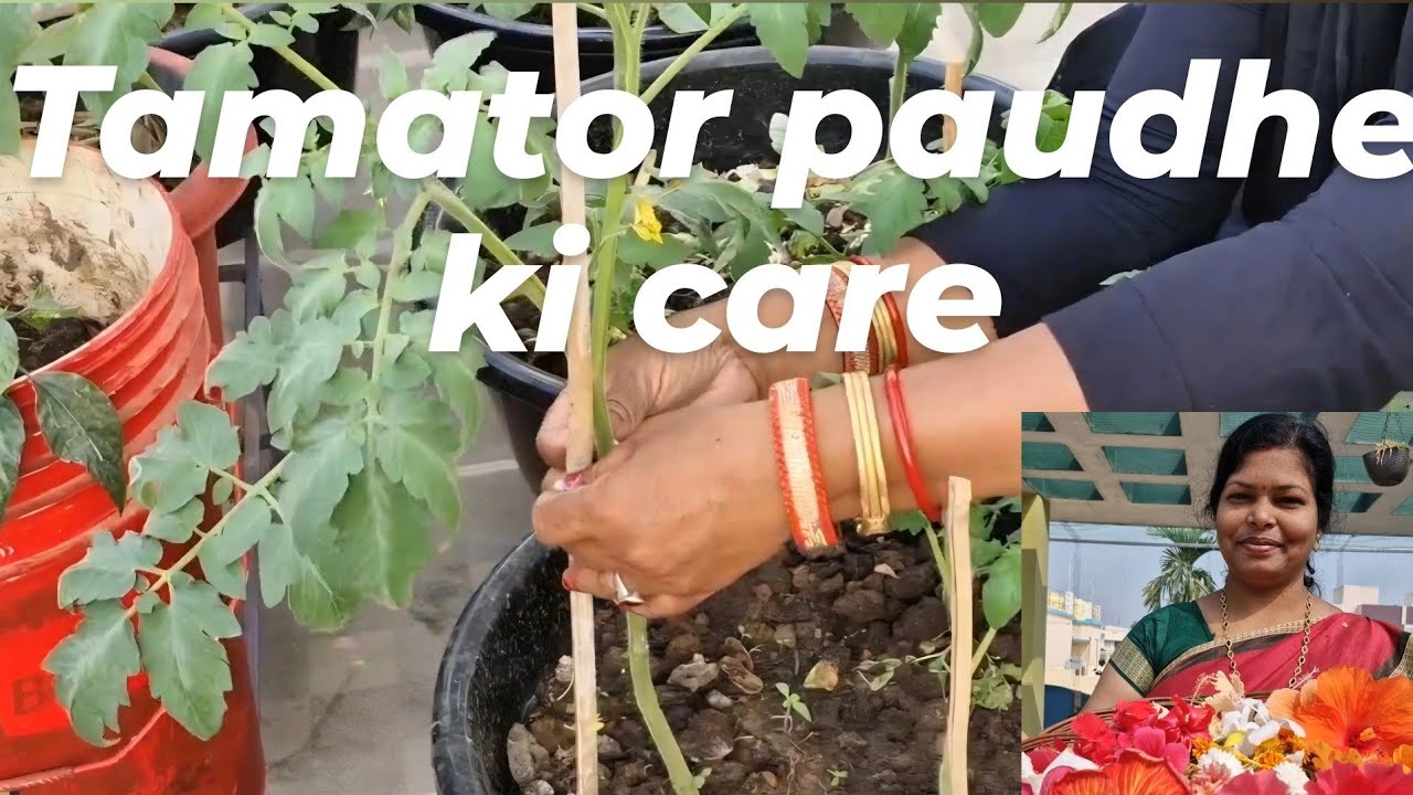 🔴GROW TOMATOES FROM SEEDS AT HOME IN DETAILS | tamator paudhe ki care #tomatoes #gardening #plant