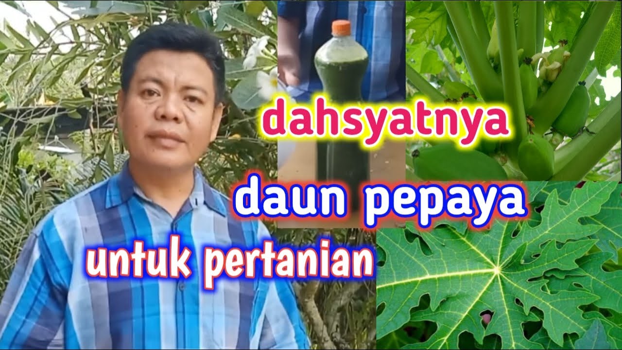 Cara Mengolah Daun Pepaya Untuk Menyuburkan Tanaman