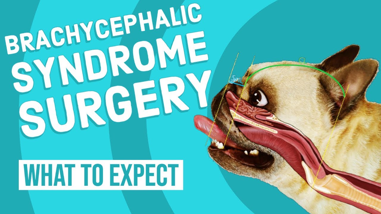 Brachycephalic Syndrome Surgery | What to Expect
