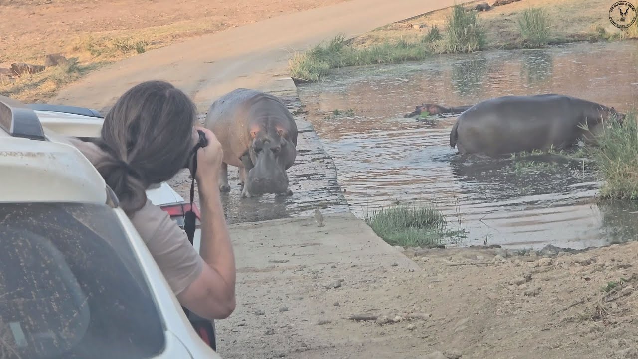 Two Hippo Bulls Fight for Territory at Shipandani Hide  Kruger National Park