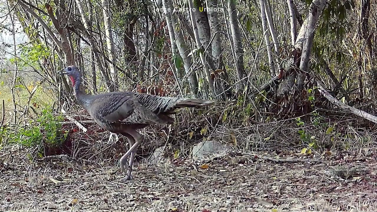 Jaguar en Mexico / Camara Trampa / Fototrampeo / TrailCam / WildLife / Vida Salvaje en Mexico.