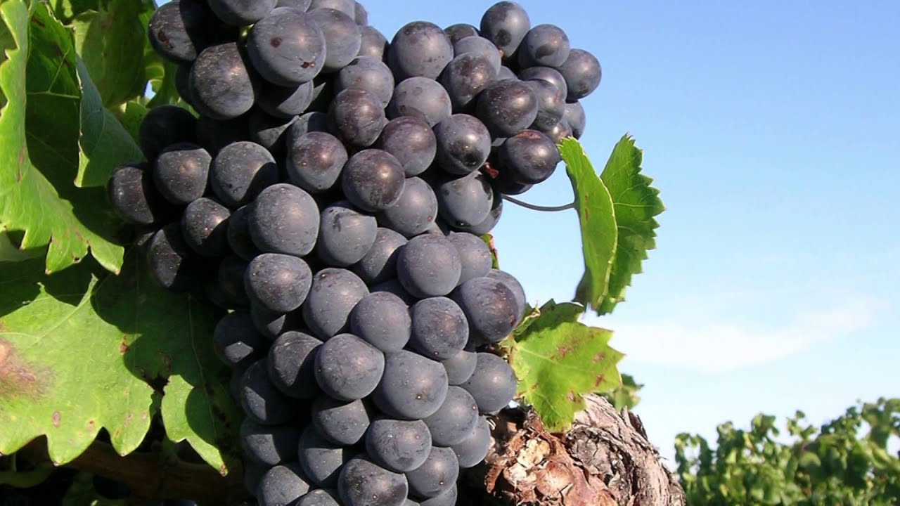 Hameau des Vignerons de Carcès