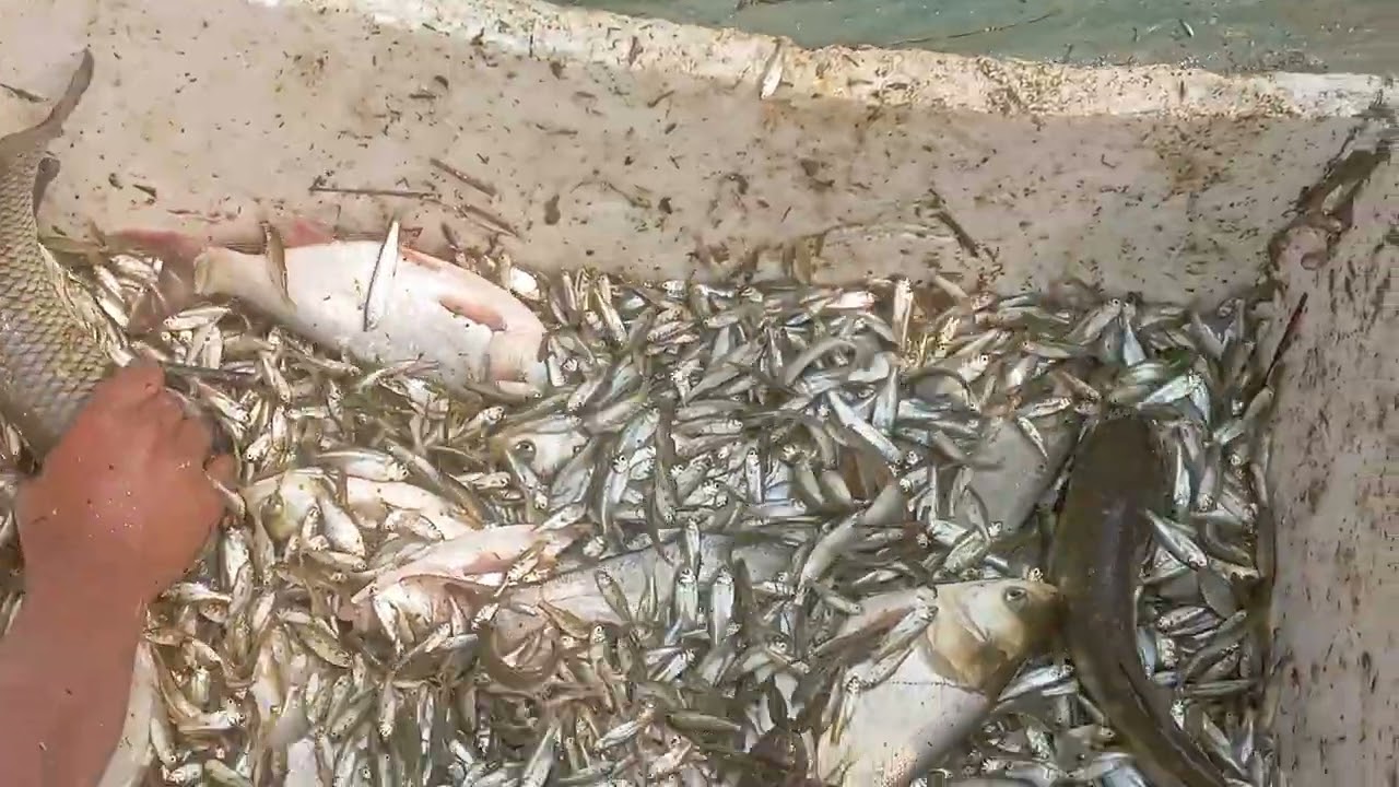 #fish #villagepond 🐠#machli