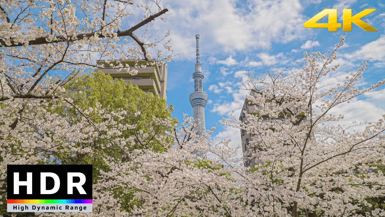 4K HDR // Tokyo Cherry Blossoms 2022 - Sumida River - Asakusa, Japan
