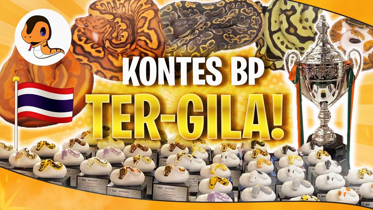 Kontes BP Paling GILA di Dunia!! Puas Banget Liat Morph Kelas Dunia!