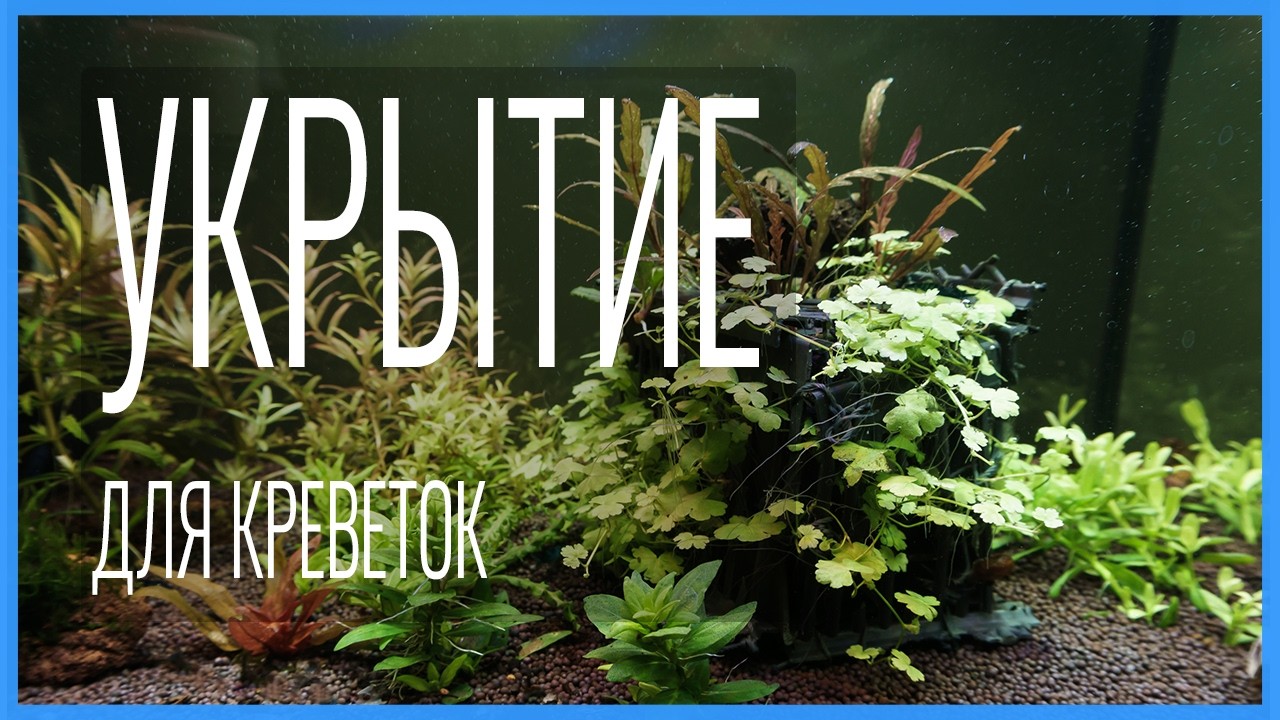 Креветки и рыбы в одном аквариуме? 🦐🐟 Спасает только ЛАБИРИНТ МИНОТАВРА! Укрытие 🏛️