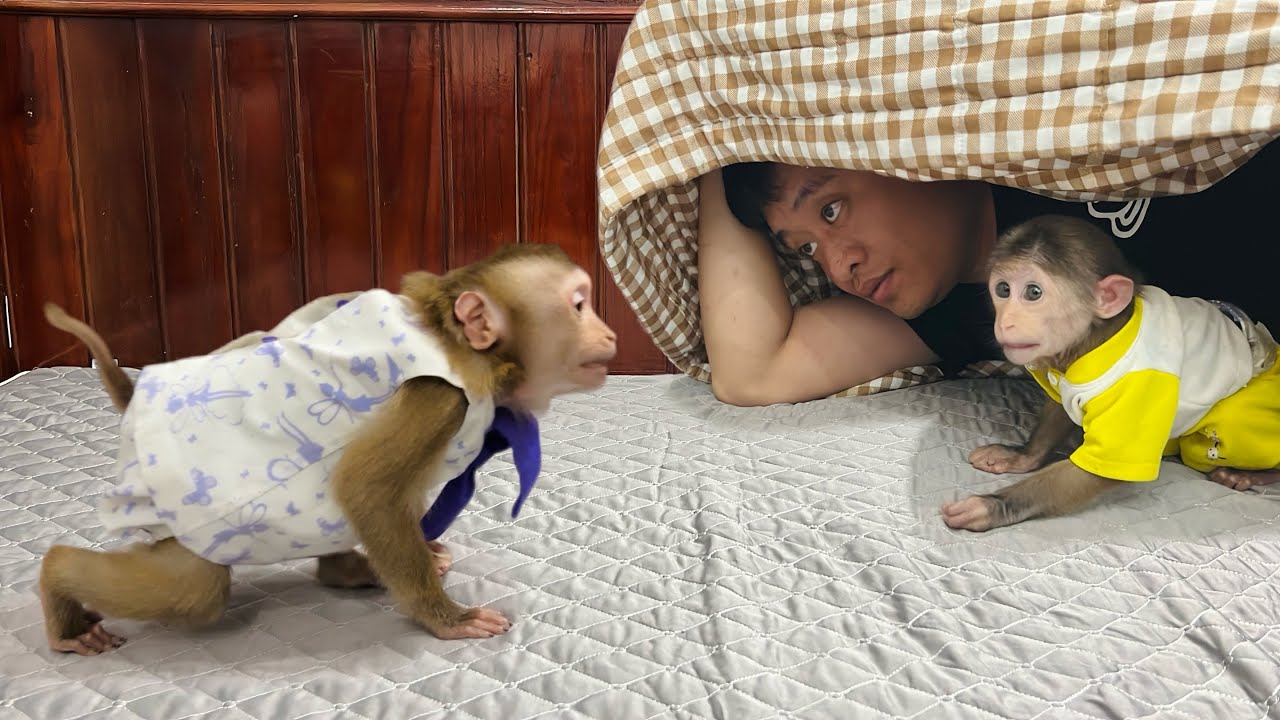 monkey Tina flew into a rage, forcing Uncle Tuan and monkey Xuka to hide under the blankets.