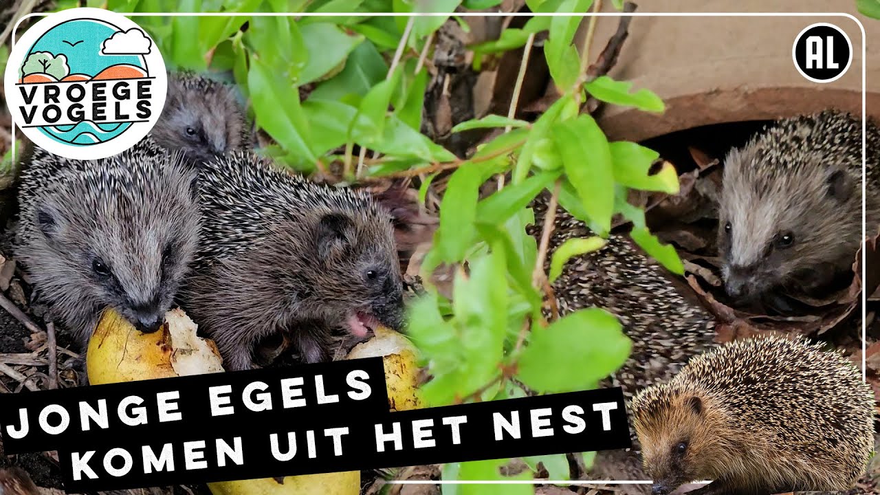 Egels zetten eerste stapjes in de wijde wereld  | Zelf Geschoten | Vroege Vogels