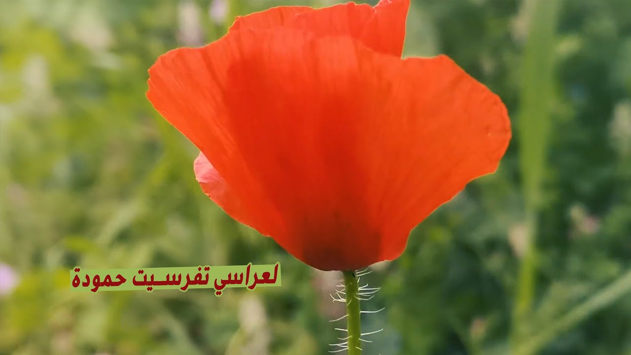 حقول لعراسي تفرسيت أبريل 2020