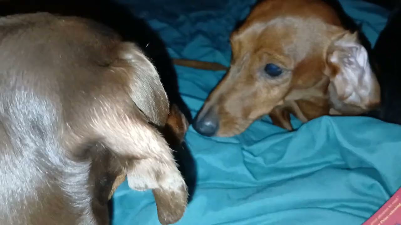 Dachshund puppies bedtime 