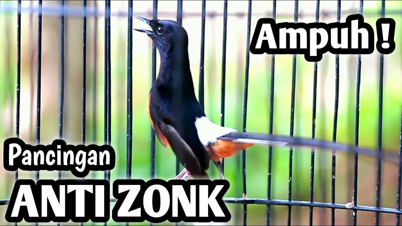 MURAI BATU GACOR FULL ISIAN TEMBAKAN MEWAH SANGAT AMPUH MEMANCING EMOSI MURAI BATU LANGSUNG GACOR