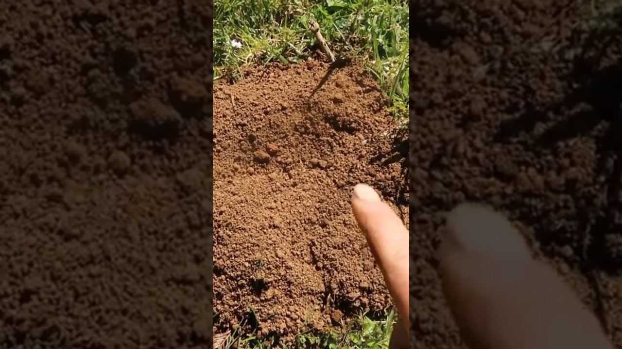 Is It A Mole, Gopher, Or Vole?