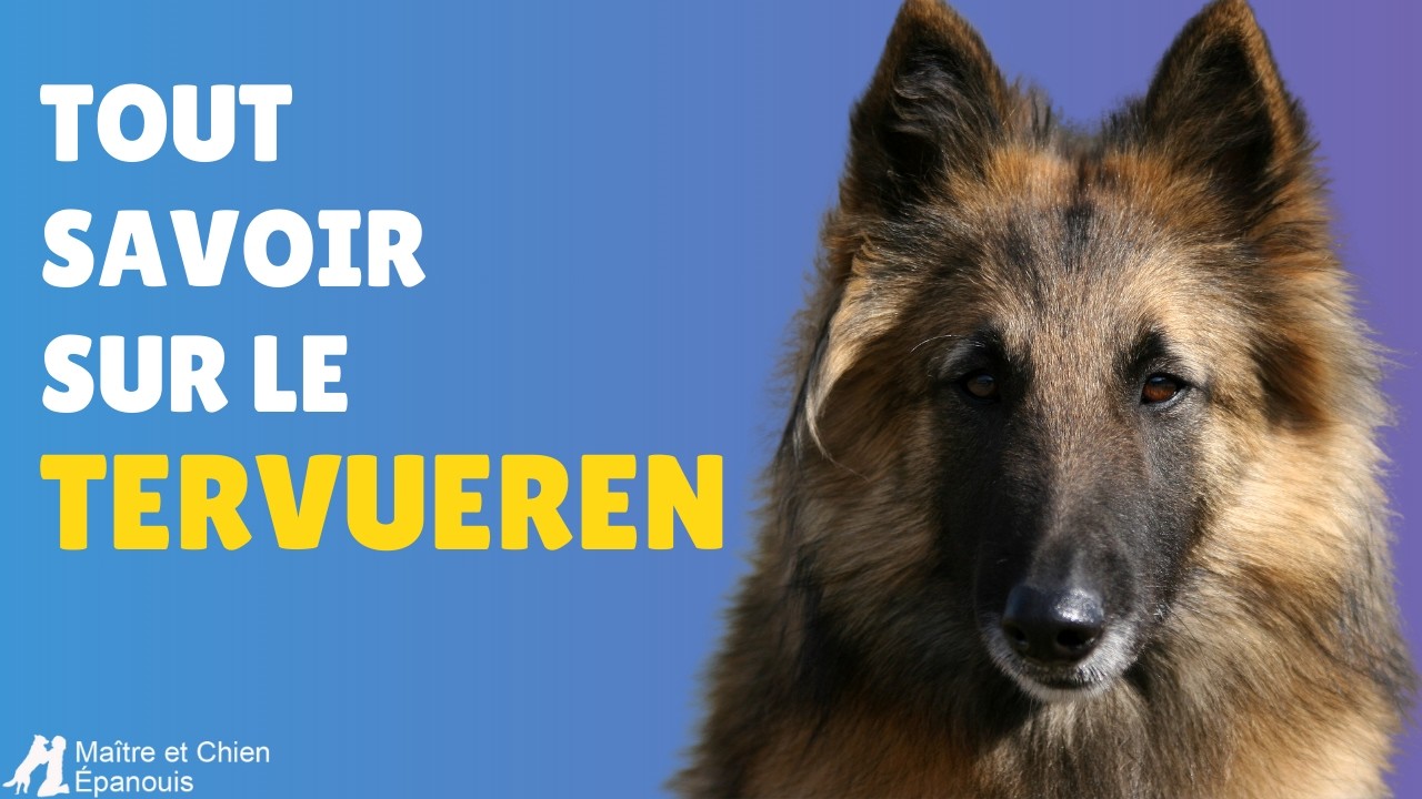 Berger Belge Tervueren : caract&eacute;ristiques, &eacute;ducation et conseils pratiques pour cette race