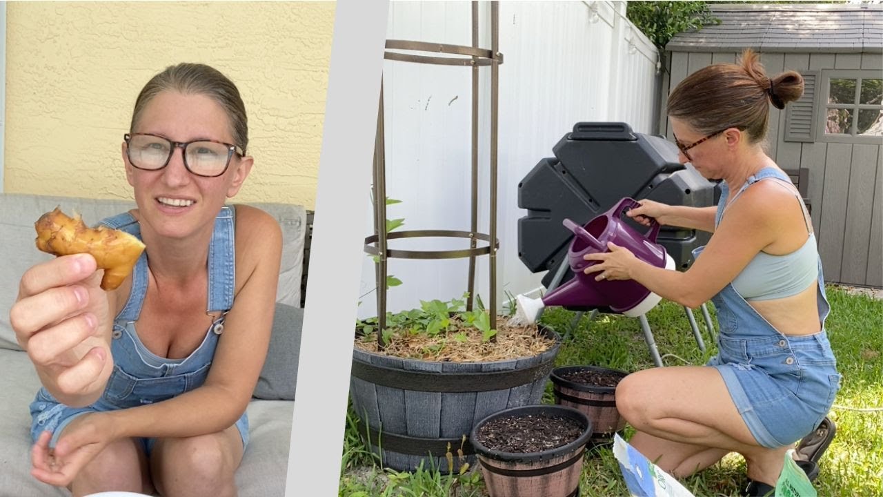 I Might Have Messed Up Big Time: Planting Ginger and Turmeric in Florida's Scorching Summer!